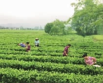 湖南省康多利油脂有限公司,油茶種植生產(chǎn)加工銷售,植物油種植生產(chǎn)加工銷售